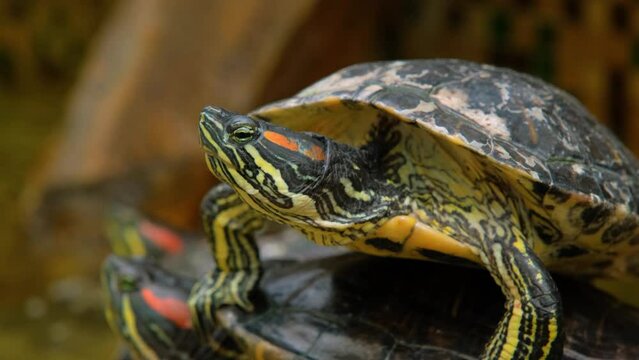 A red eared slider tortoise is basking before starting its daily activities. This reptile has the scientific name Trachemys scripta elegans. The red-eared tortoise lies in the pond