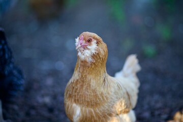 chicken in the farm