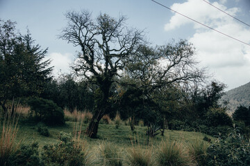 Landscapes of the mountains in central Mexico, you can see mountains, valleys, trees and clearings.