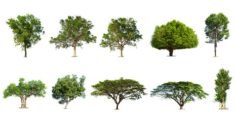 Isolated trees on white background , The collection of trees.