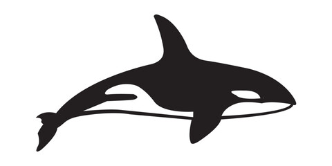 Vector illustration of an orca (killer whale) isolated on white