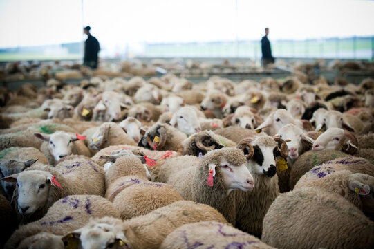 AID-EL-ADHA FESTIVAL FRANCE. Mobile slaughterhouse installed in the park of La Courneuve, Seine-Saint-Denis, for the sacrifice of sheep of the Muslim feast of Aid-El-Adha.
