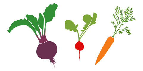 Vector icons of beets, radishes and carrots with tops, leaves