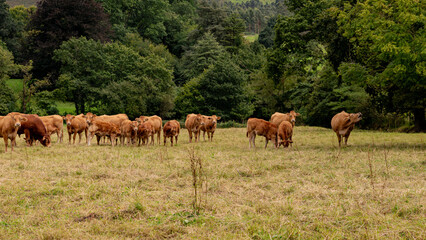Fototapeta premium Rebaño de vacas y terneros en una pradera
