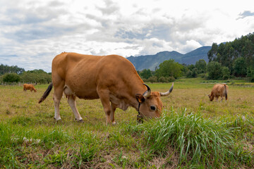 Vaca lechera pasta en el prado