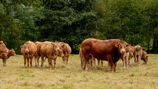 Reba&ntilde;o de vacas miran fijamente