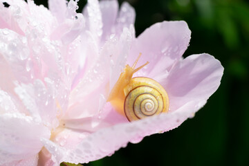 Obraz na płótnie Canvas Cute curious little snail is looking up and sitting on pink fragile smooth peony petals with lots of water shining droplets on bokeh green effect background. Summertime sunny photo