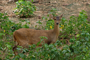 Fawn hog deer. The Hog deer is another beautiful deer with beautiful big eyes.