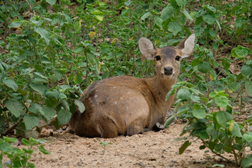 Fawn hog deer. The Hog deer is another beautiful deer with beautiful big eyes.