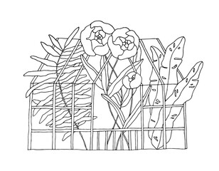 Peonies and twig with leaves. Flowers in greenhouse. Hand drawn linear illustration. Black and white vector