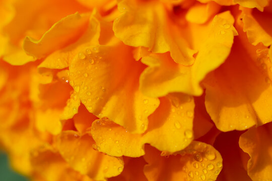Floral botanical background made of macro photo of many delicate petals of blossoming blooming orange marigold flower. Natural bright colored backdrop