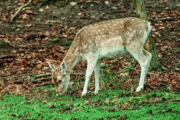 Deer 7
