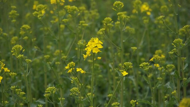 In a flowering rapeseed field. Rapeseed flowers yellow to sun. The farmer grows oilseed rape. Ukrainian oilseed rape