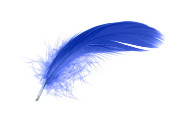 Single Blue Feather Isolated on White Background. Down Swan Feather.