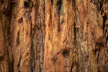 textured bark of a redwood tree 