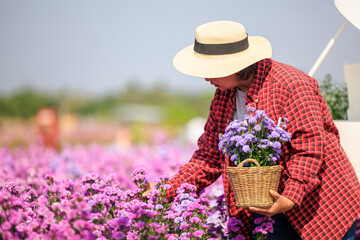 Senior woman wearing plaid shirt and hat holding hand basket and check quality of flowers in her beautiful magaret flower garden owner