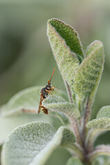 Nomada sp - Bee - Abeille coucou noir jaune et rouge 
- Parc Naturel Regional des marais du Cotentin et du Bessin