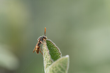 Nomada sp - Bee - Abeille coucou noir jaune et rouge 
- Parc Naturel Regional des marais du Cotentin et du Bessin