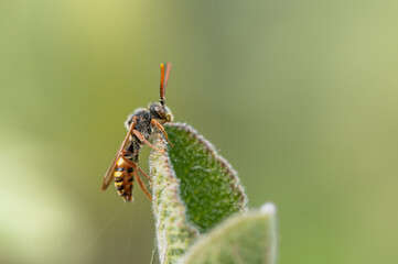 Nomada sp - Bee - Abeille coucou noir jaune et rouge 
- Parc Naturel Regional des marais du Cotentin et du Bessin