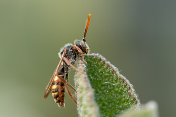 Nomada sp - Bee - Abeille coucou noir jaune et rouge 
- Parc Naturel Regional des marais du Cotentin et du Bessin