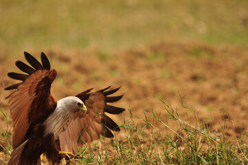 Obraz premium Kite / Eagle with opened wings at grassland 