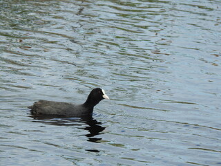 Eurasian coot -  Fulica atra - swimming in the pond