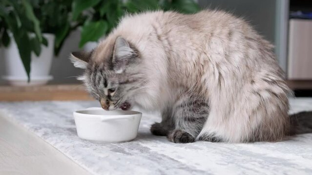 Close up Long haired cat eating organic food from a bowl. Cat eating dry food from white bowl at home. Feeding your pet. Animals and pets feed concept