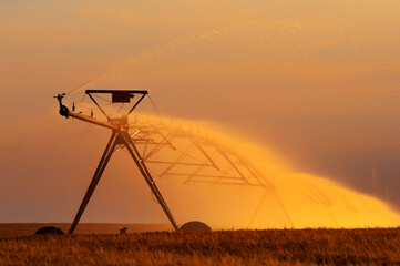 Agricultural irrigation system watering wheat field in summer