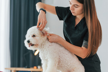Cutting fluffy hair. Cute little dog is in the grooming studio