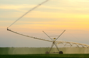 Fototapeta na wymiar Agricultural irrigation system watering field of green peas in summer