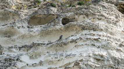 Falco peregrinus - Peregrine falcon - Faucon pèlerin - Falaise des Andelys 27700