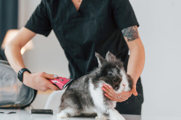 Sitting on the table. Cute little rabbit is in the grooming studio
