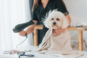 Front view. Cute little dog is in the grooming studio