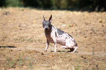 hairless american terrier runs across a clearing.