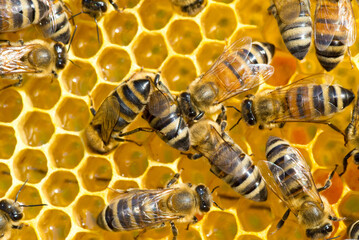 Bees working in the bee hive in summer