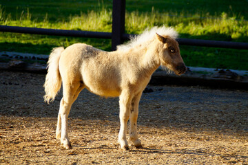 an adorable fluffy pony foal deep in thoughts on a sunny day in spring on island Mainau, Germany