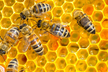 Bees working in the bee hive in summer