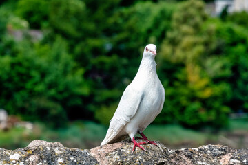 Wild white pigeon on the wall