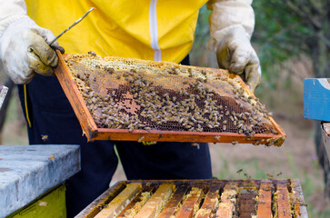 Experienced beekeeper inspecting health state of apiary at the end of summer season