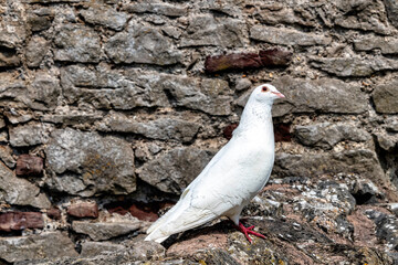 Wild white pigeon on the wall