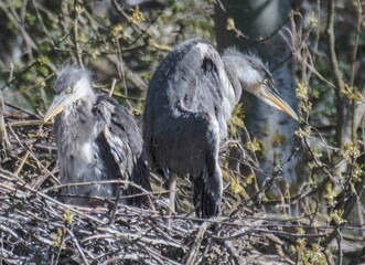 Heron Chicks 4