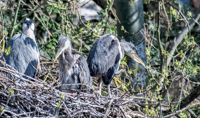 Fototapeta premium Heron Chicks 3