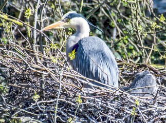 Gray Heron 6