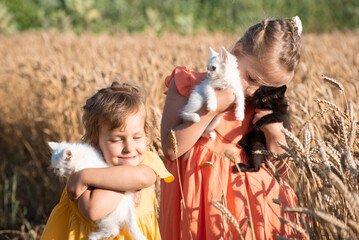 Two sisters kid girls holding fluffy kittens and stand in wheat field. Happy childhood in the village,Ukraine © Vita
