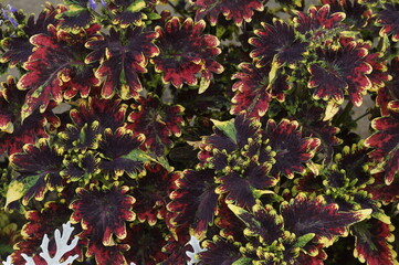 Background with red coleus leaves
