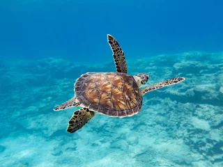 Abwaschbare Fototapete Zypern Green sea turtle from Cyprus - Chelonia mydas 
