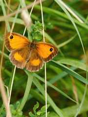 A colourful Gatekeeper butterfly, wings open, resting on a blade of grass in amongst woodland undergrowth.