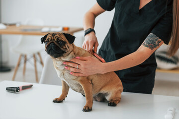 Using a brush to clean the hair. Pug is in the grooming salon with veterinarian that is in black...