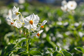 Flowering potato. Potato flowers blossom in sunlight grow in plant. White blooming potato flower on farm field. Close up organic vegetable flowers blossom growth in garden. 