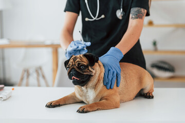 With syringe. Procedure of vaccination. Pug is in the grooming salon with veterinarian that is in...